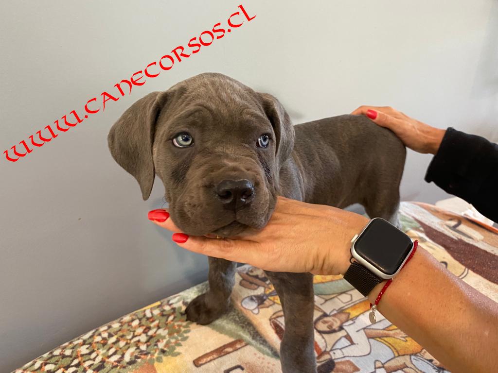 cachorros4