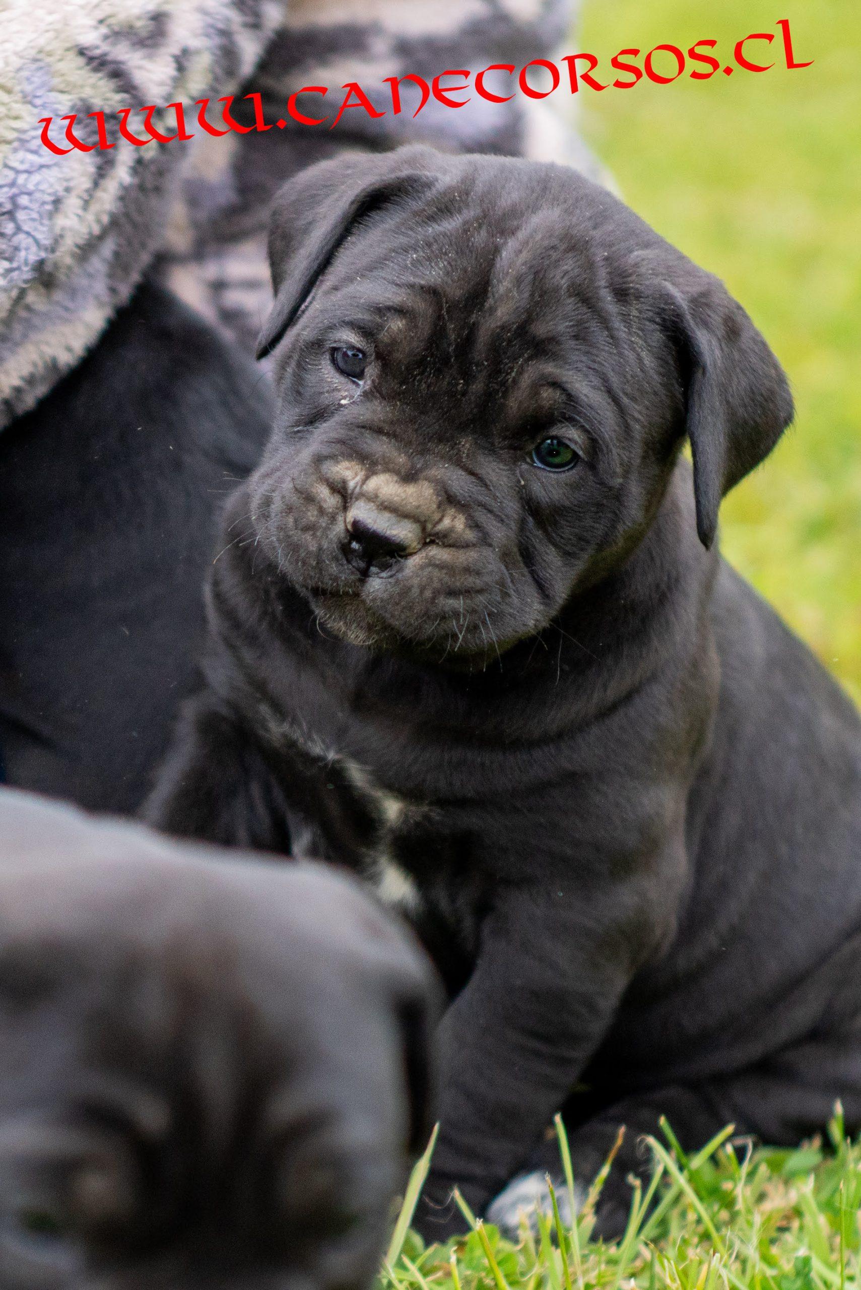 CCcachorro5